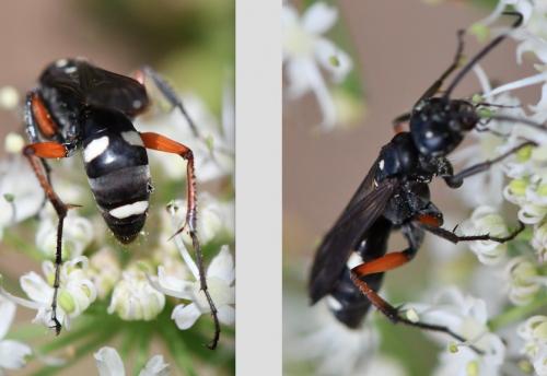 Réf. 265 580 : Cryptocheilus versicolor